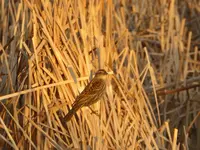 female red wing.webp