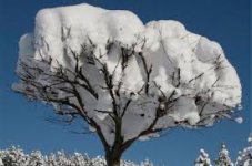 Acacia Tree in Winter.jpg