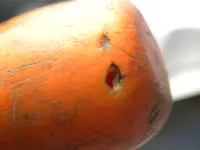 DSCN1791.webp