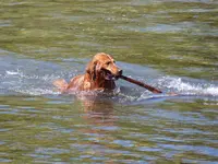 Duke10.webp