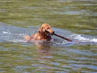 Duke11A.webp