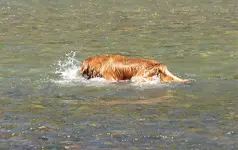 Duke7AB.webp