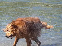 Duke12A.webp