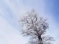 acacia-tree-winter-covered-ice-cold-49279496.webp