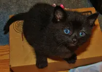 cat 017.webp