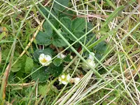 strawberry3A.webp