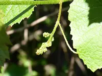 Grapes2A.webp