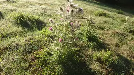 P4010005.webp