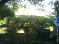 7-15-15 bucks.webp