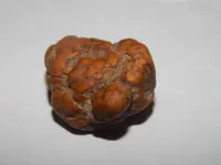 DSCN5730.webp