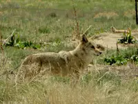 walk 041717 3.webp