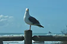 birds in the bay 007.webp