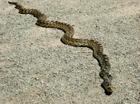 bull snake 1.webp