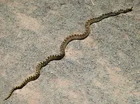 bull snake 2.webp