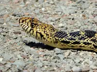 bull snake 3.webp