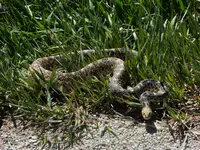 bull snake 4.webp