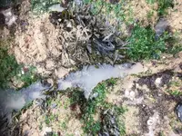 Tidal Gullies.webp