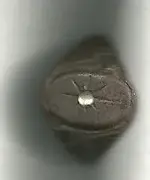 ring 001.webp