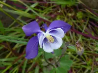 colombineA.webp