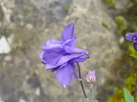 colombine1A.webp
