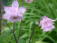 colombine2A.webp