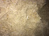 ImageUploadedByTreasureNet.com1491882793.666869.webp