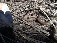 LTJ snake1.webp