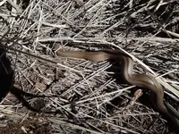 LTJ snake2.webp