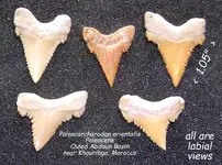 shark_paleocarch_5.webp shark_paleocarch_5.webp