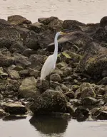 dreat white egret 002.webp dreat white egret 002.webp
