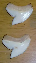 DSC07286 (585x1024).webp DSC07286 (585x1024).webp