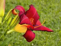 Red01.webp