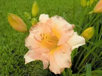 Peach02.webp