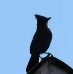 blue jay1.webp