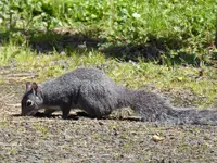 squirrel1.webp