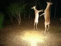 deer.webp