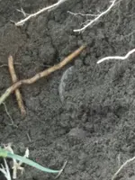1490550708427.webp