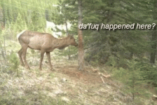 IMG_1009.GIF