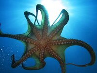 Octopus-under-shot.jpg