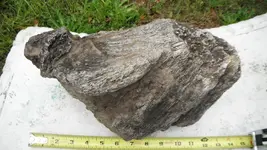 DSCF6313.webp