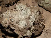 DSCN6079.webp