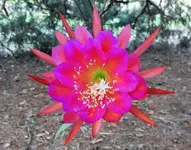 DSCN0731.webp