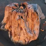 driftwood collecting 006.webp