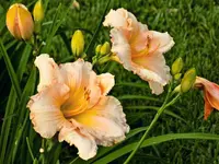 DSCN0178_1200.webp