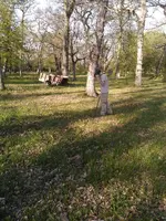 4wyatt walking.webp