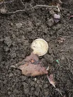 ImageUploadedByTreasureNet.com1494770910.635242.webp