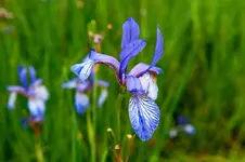 flag-irises.webp