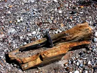 petrifiedwood.webp