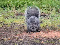 squirrelB1.webp