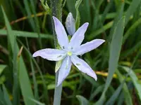 camas1A.webp
